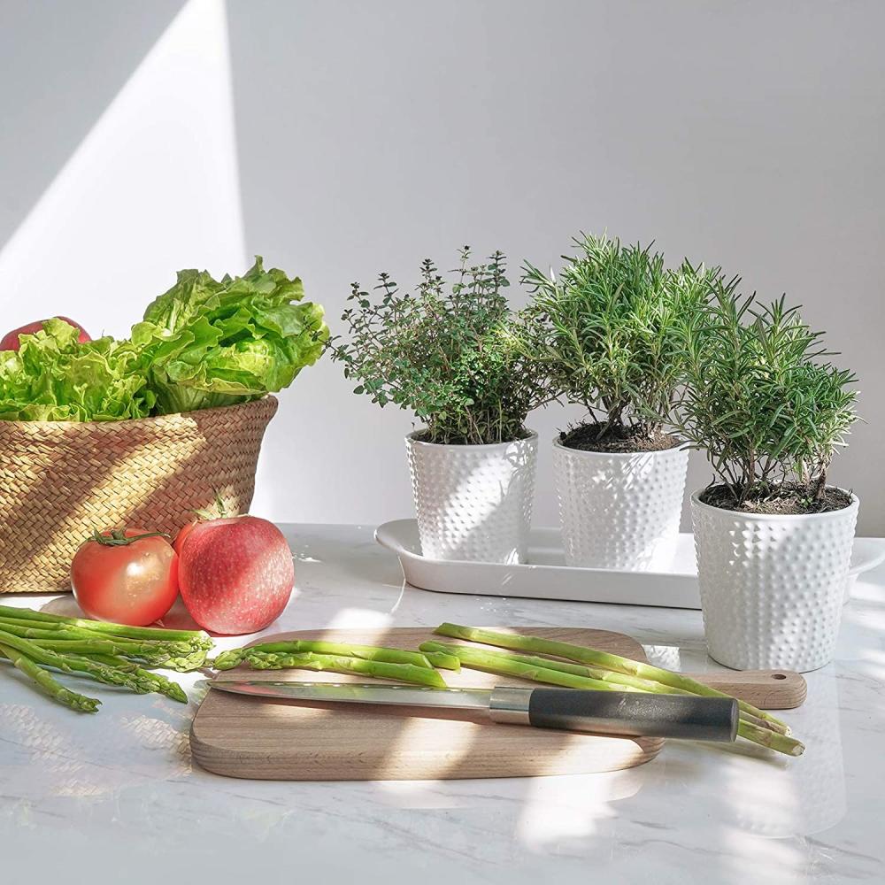 Hobnail Herb Textured Ceramic Planter Pots Dongsheng