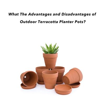 What The Advantages and Disadvantages of Outdoor Terracotta Planter Pots? Picture