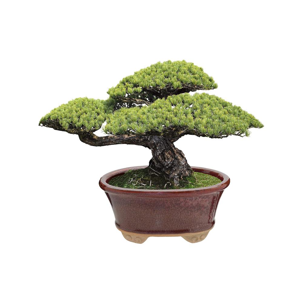 Indoor Garden Outdoor Glazed Ceramic Bonsai Succulents Pot Decorative Planter for Dwarf Trees Small Plants Green Oval Container