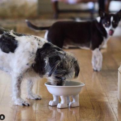 raised supplies dish water pet dog cat bowl picture 2